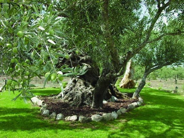 Quinta Dos Tesouros Villa Sao Bras de Alportel Luaran gambar