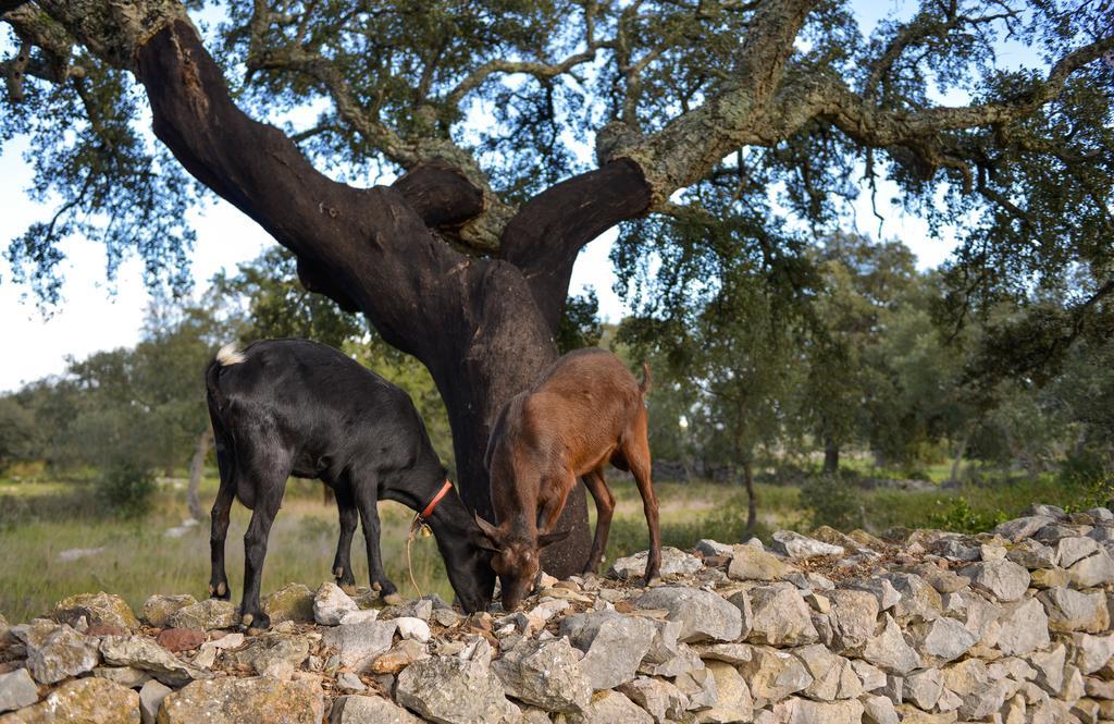 Quinta Dos Tesouros Villa Sao Bras de Alportel Luaran gambar